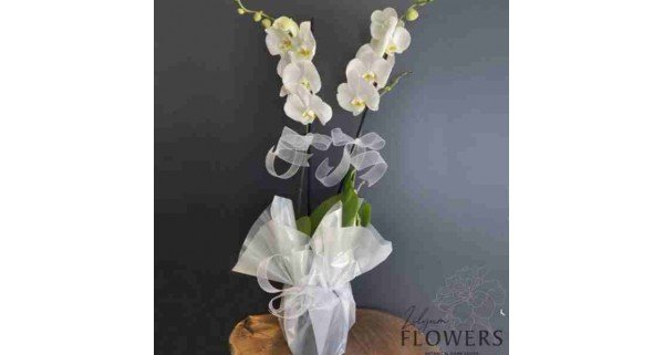 2 Dal Beyaz Orkide Çiçeği