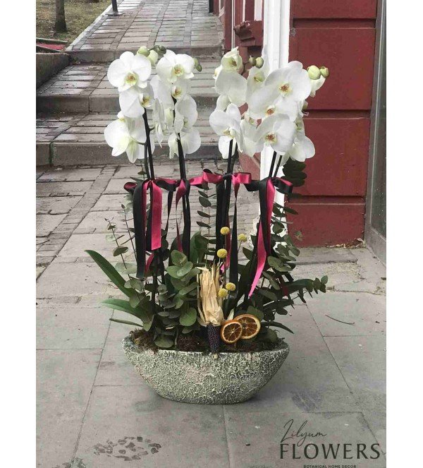 4lü Orkide - Kayseri Çiçek Siparişi
