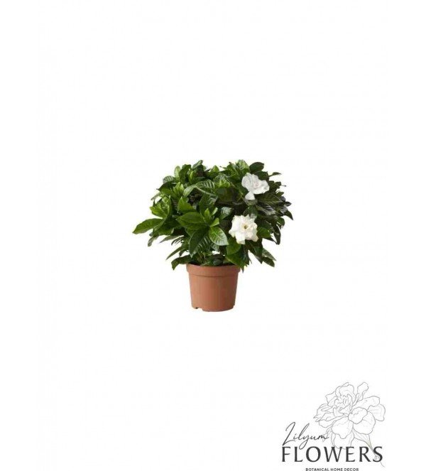Gardenya Çiçeği - Kayseri Çiçek Siparişi