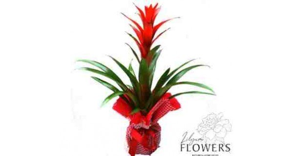 Guzmania (Kuzmanya) Çiçeği