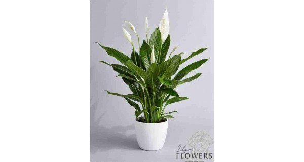 Spathiphyllum (Spatifilium) Çiçeği