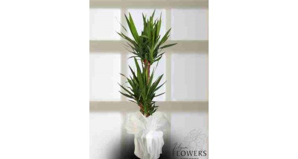 Üçlü Yucca Saksı Çiçeği